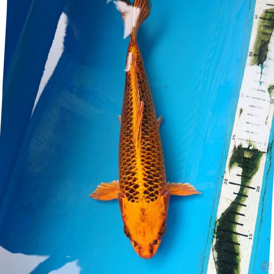 KIN MATSUBA 28 cm
