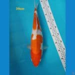 kohaku sz 39cm