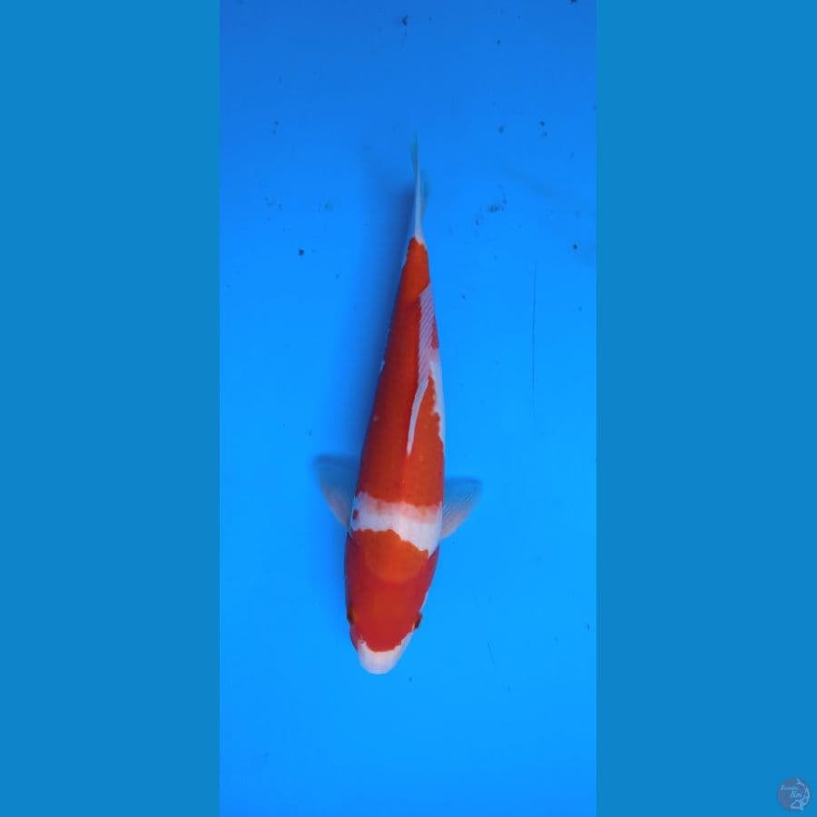 kohaku merah strong 26 cm