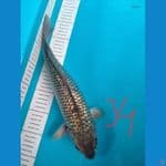 soragoi gindrin size 34 cm