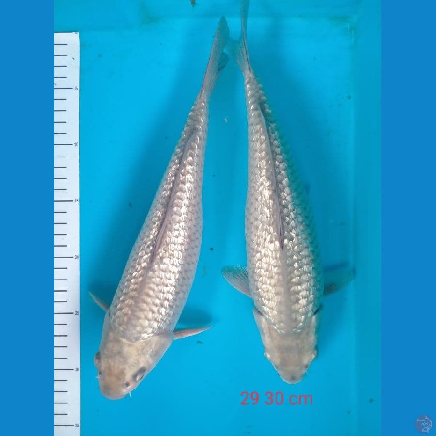 soragoi gindrin size 29 30 cm munuk