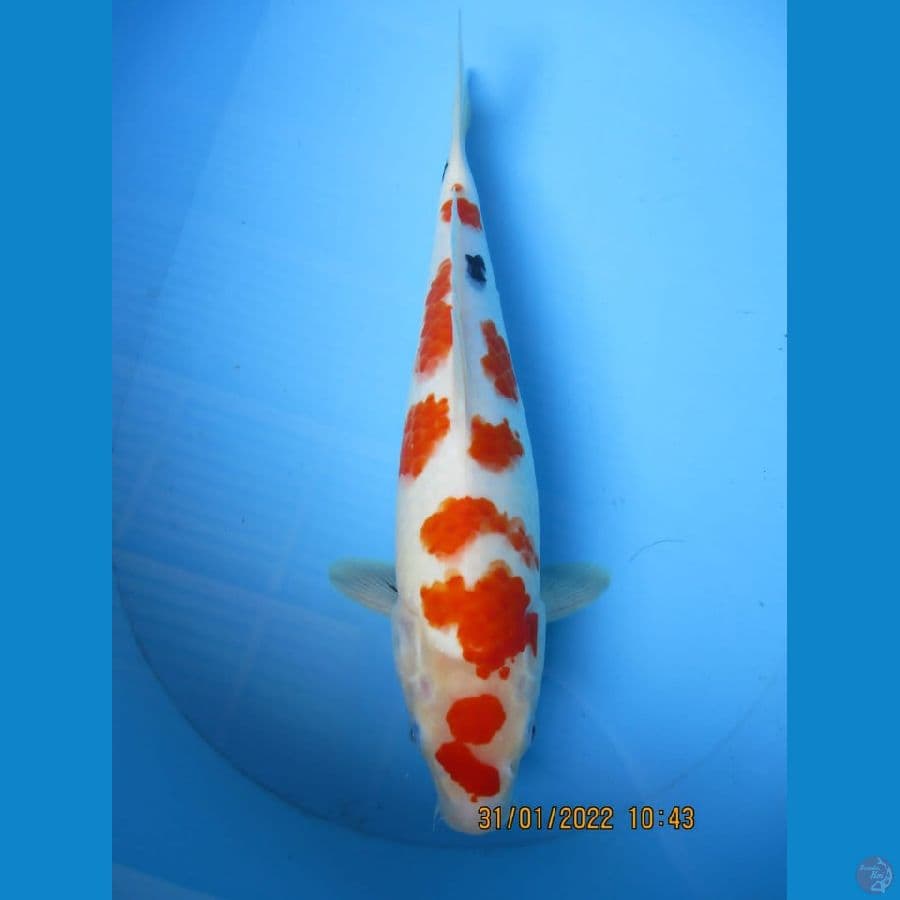 MKC KOI GRUB