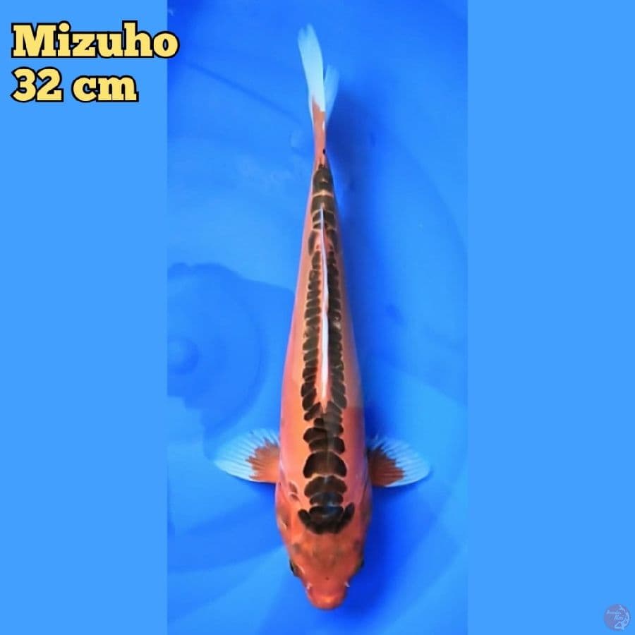 Mizuho 32 cm