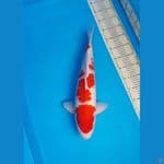 49 cm Jantan