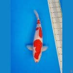 HQ Kohaku Kuchibeni 45cm