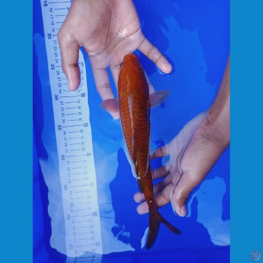 23 cm Chagoi Tembaga