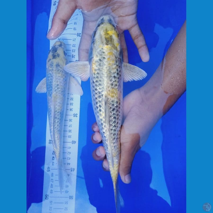 kin showa 25&28 cm