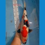 Showa 43cm