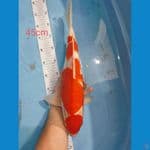 Kohaku Jantan 45cm