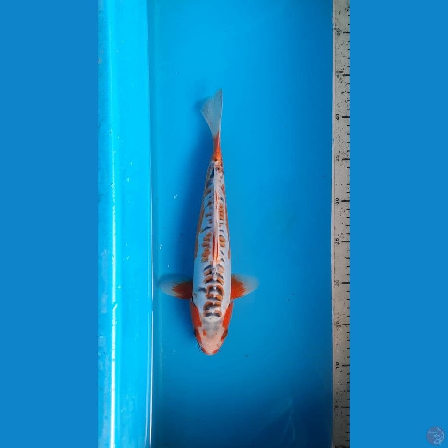 shusui 30cm 