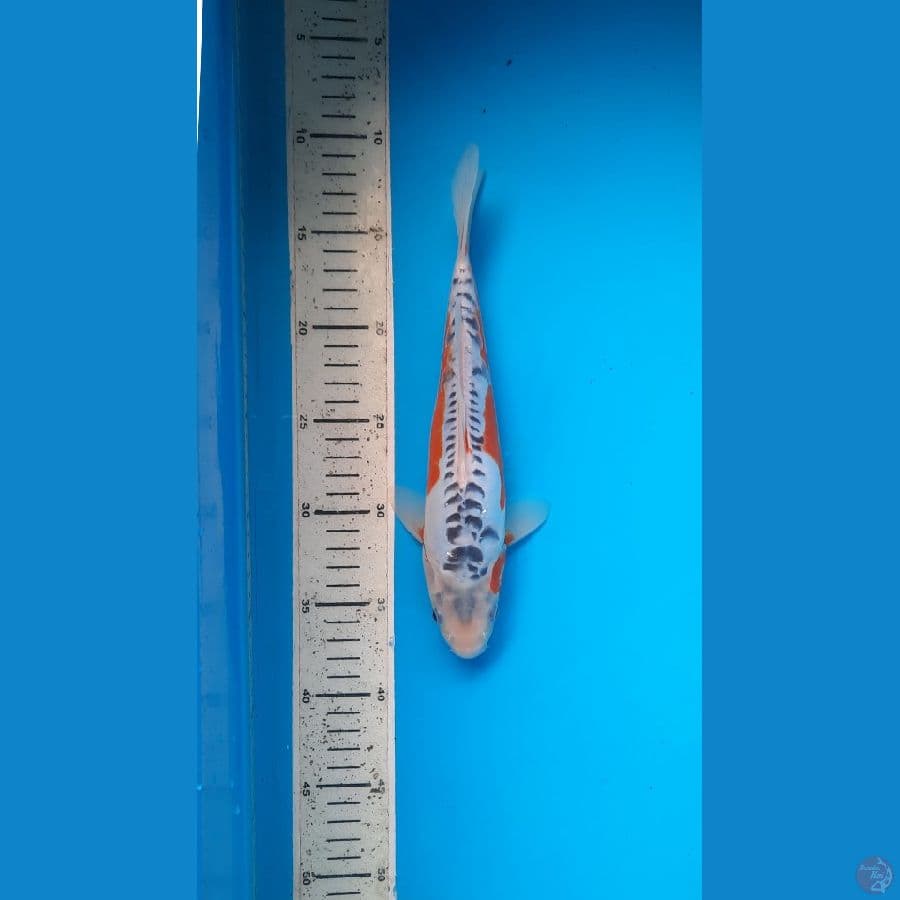 shusui 26cm 