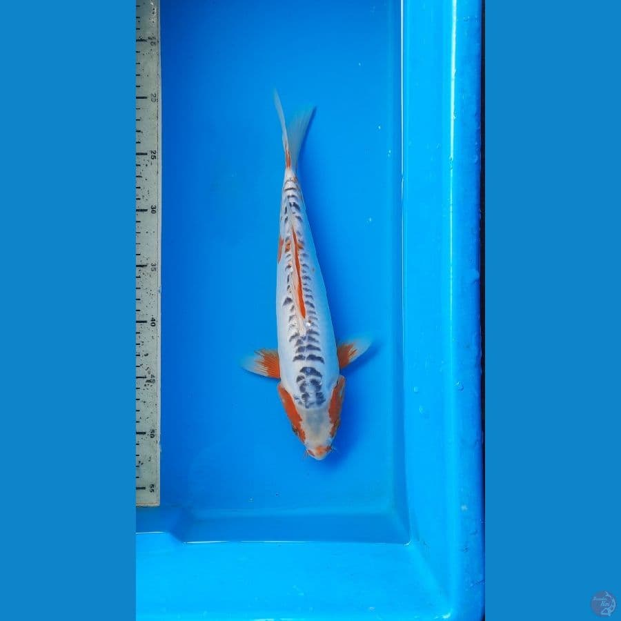 shusui 32cm 