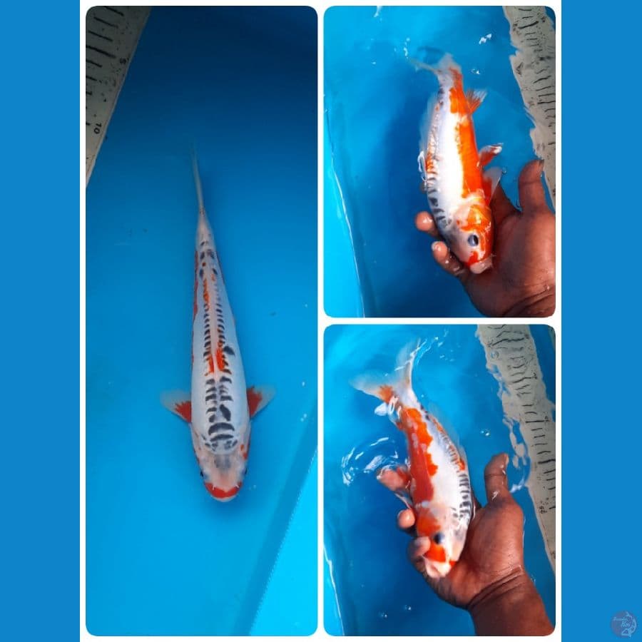 shusui 25cm