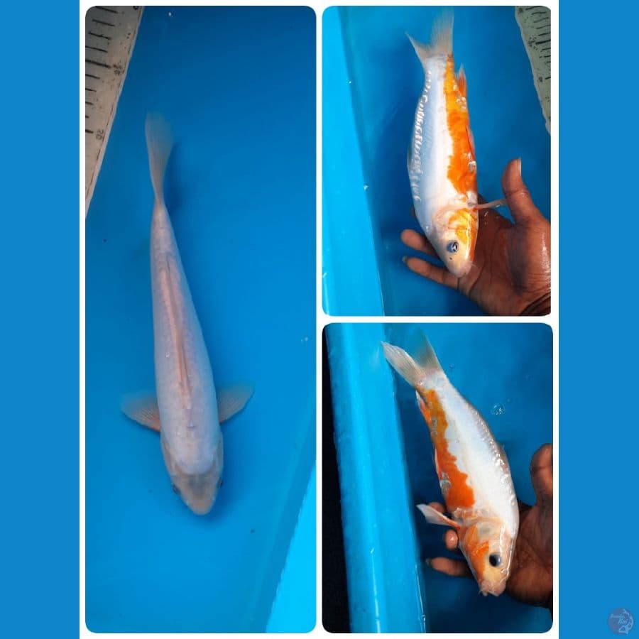 khosui 29cm