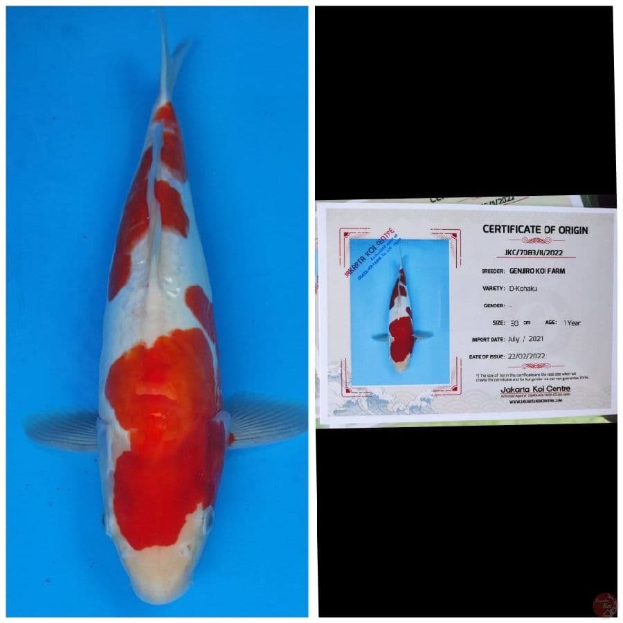 Genjiro Kohaku Doitsu