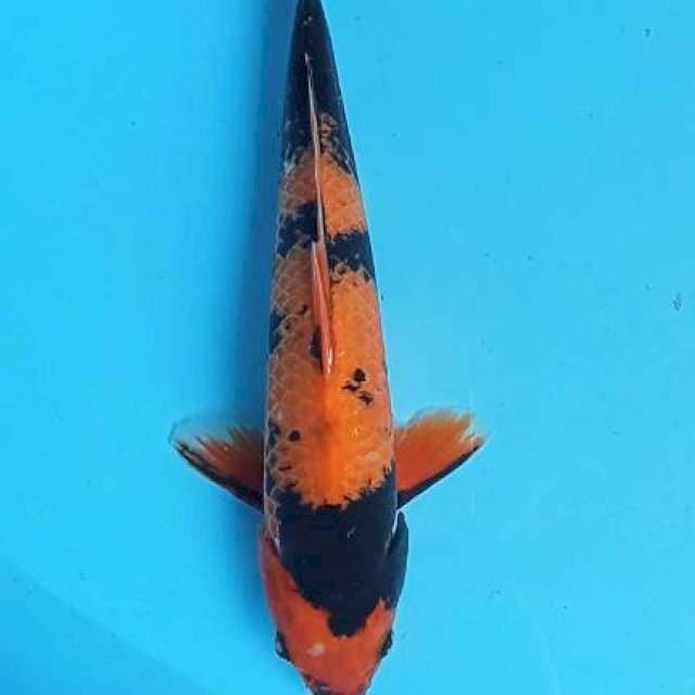 Hi utsuri 32cm