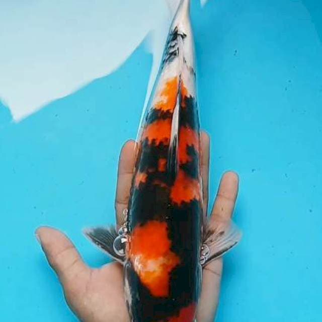 Showa 32cm