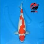 Maruten Kohaku Bulky 35cm