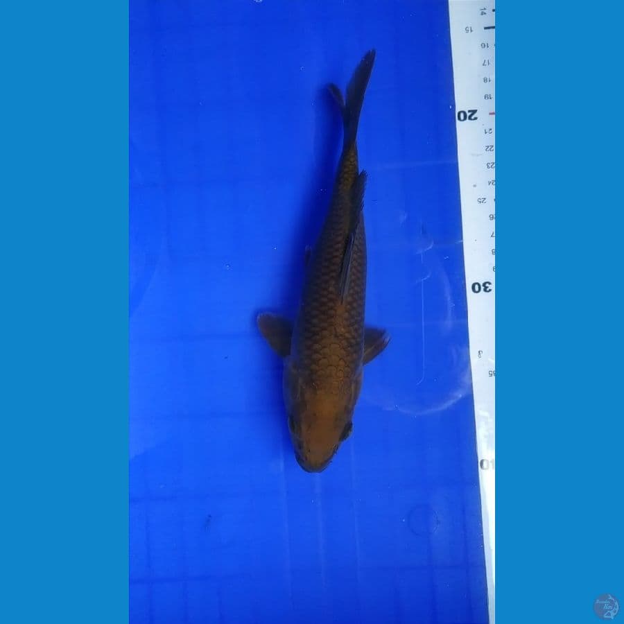 CHAGOI FUKURIN 24 CM