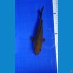 CHAGOI FUKURIN 24 CM