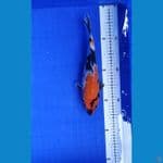 Showa - Female 32 cm