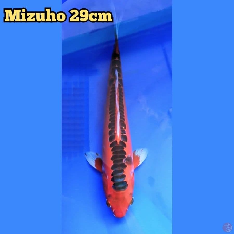 Mizuho 29 cm
