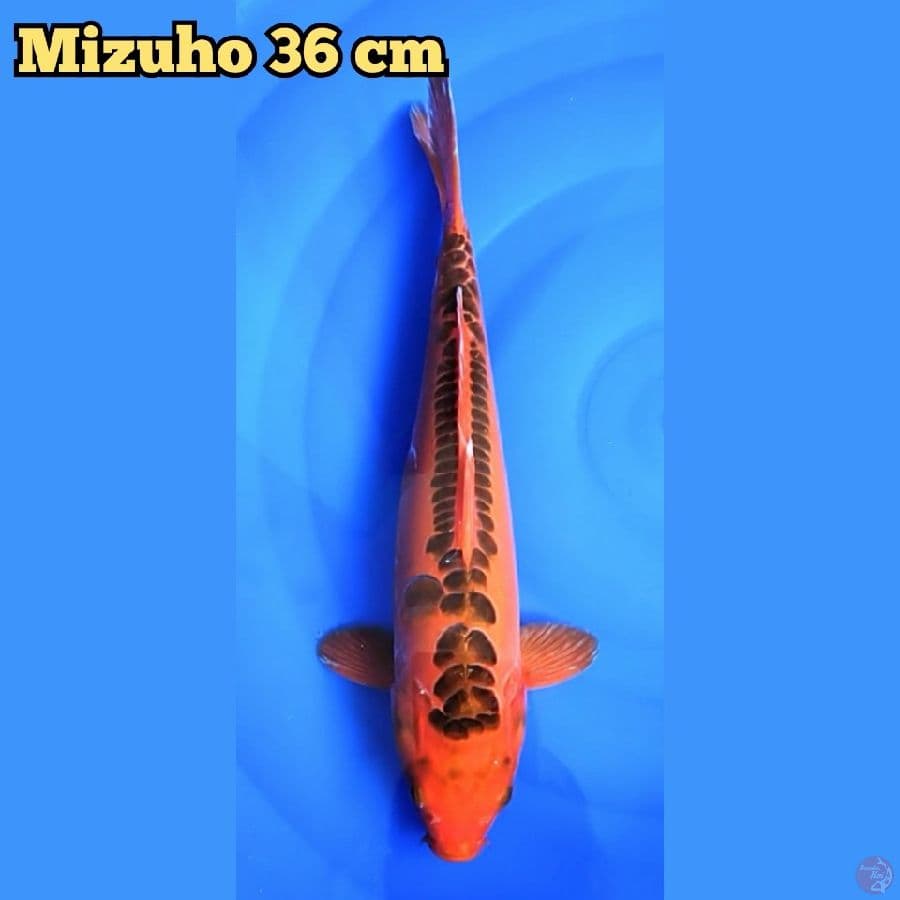Mizuho 36 cm