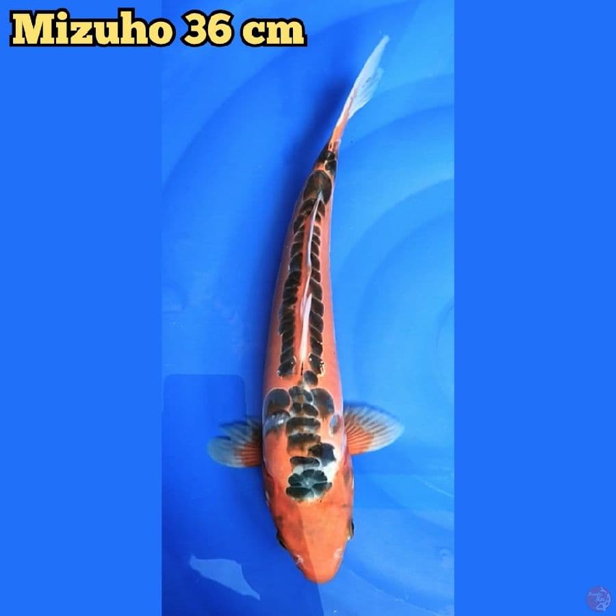 Mizuho 36 cm