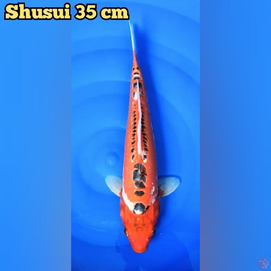 Shusui 35 cm