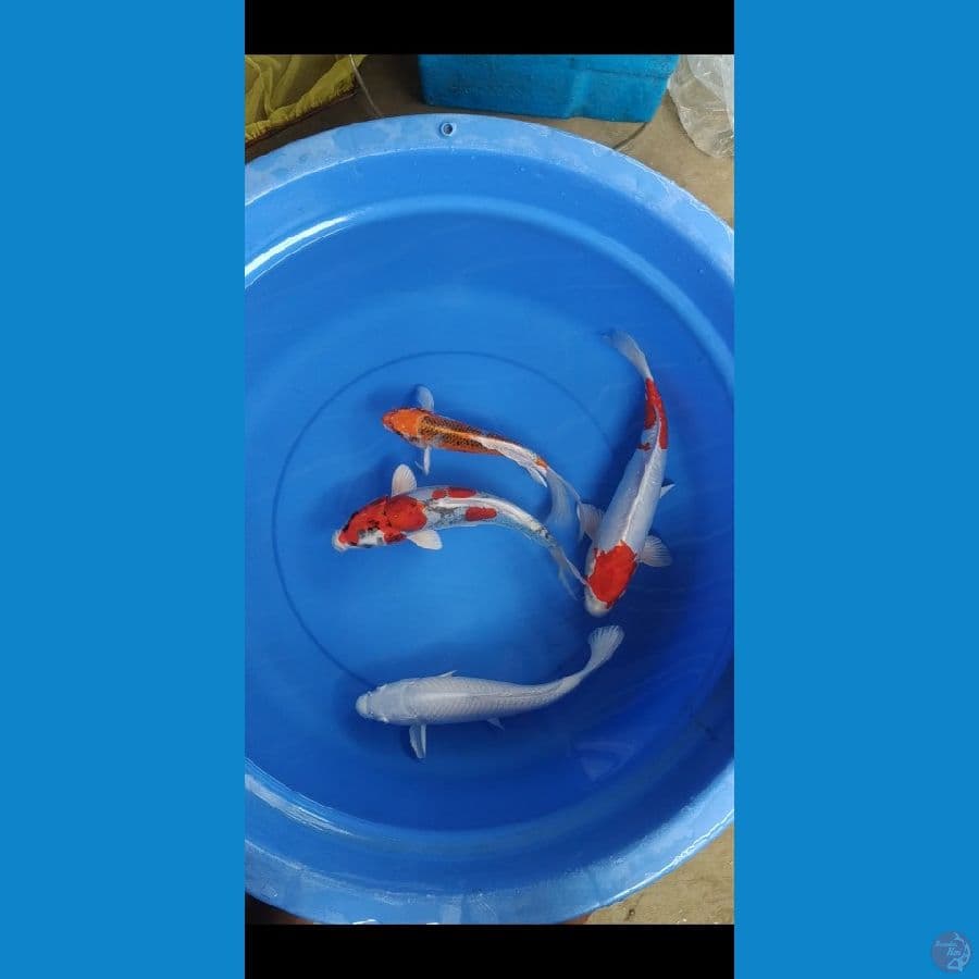 mix 27-34cm