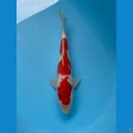 KOHAKU 32 cm