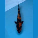 HiShowa 24 cm