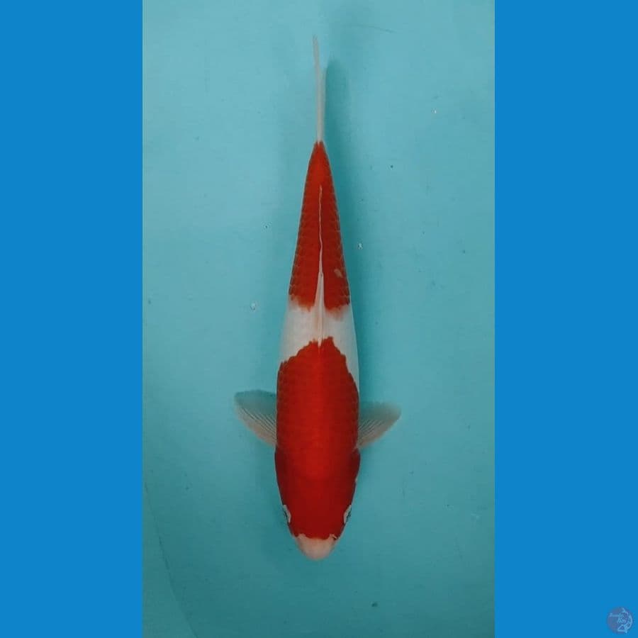KOHAKU 31cm Ori