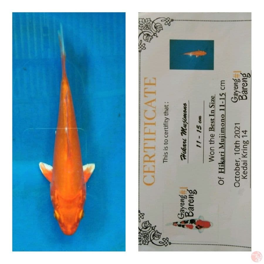 hikarimujimo Best insize 19cm /ukaran sekarang
