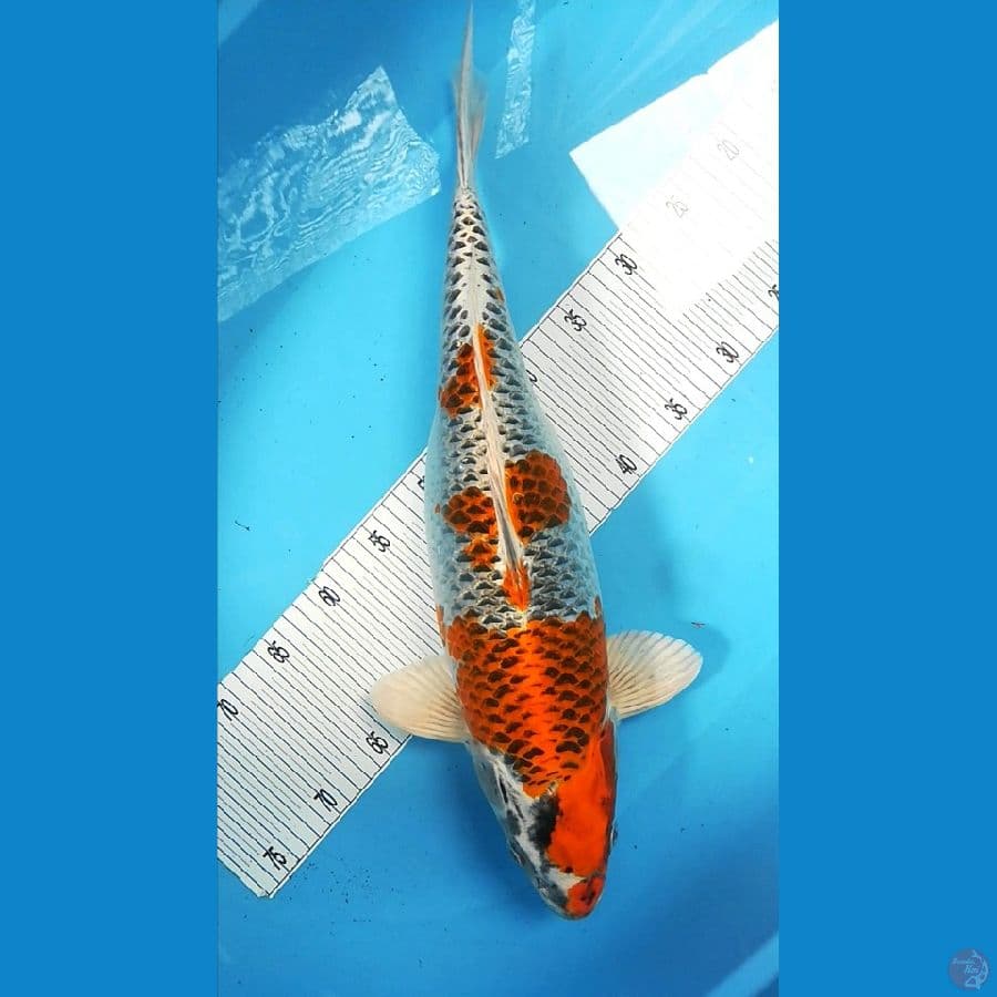 Riga Kyori Kujaku