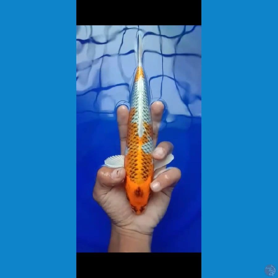 kujaku joss