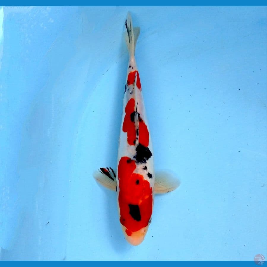 sanke 27 cm