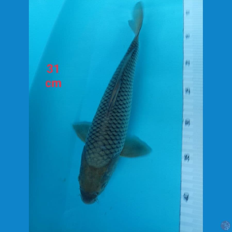 soragoi 31 cm