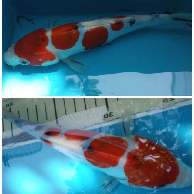 Sanke doitsu 20bu