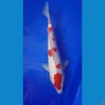 kohaku 33cm