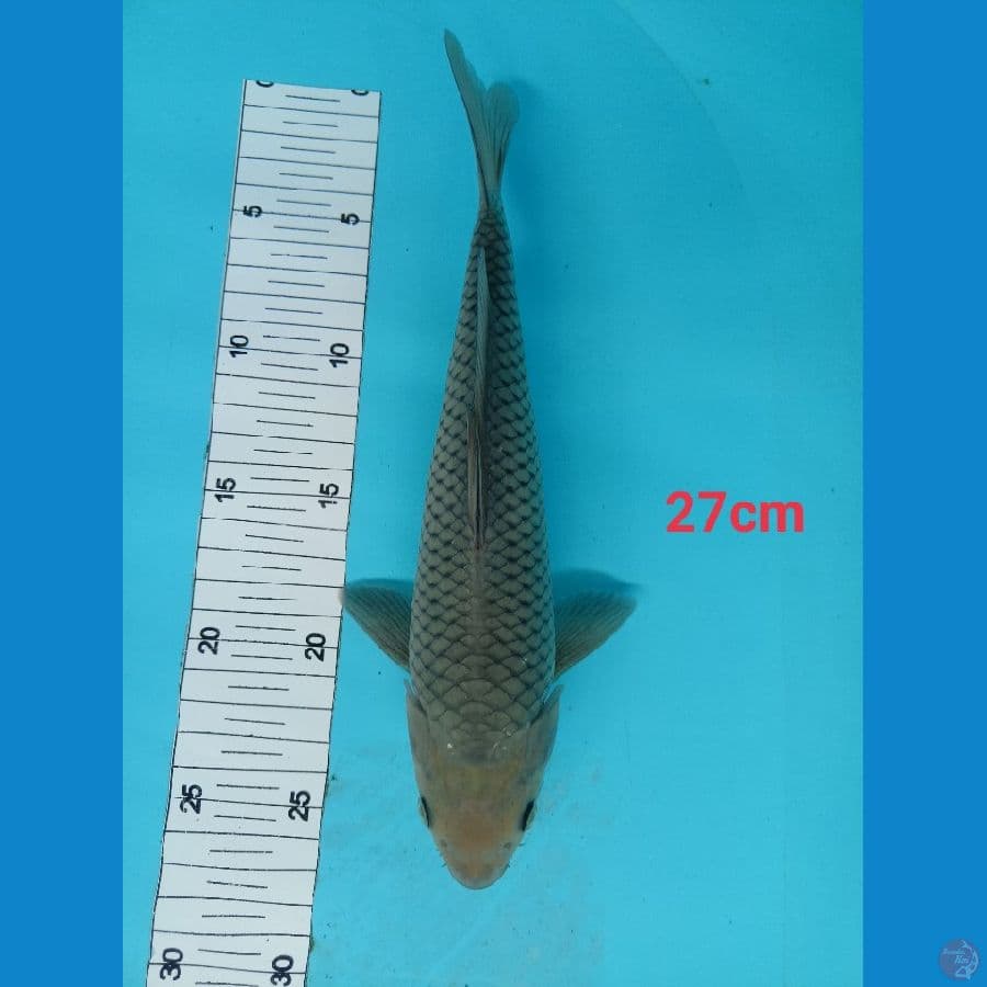soragoi 27 cm