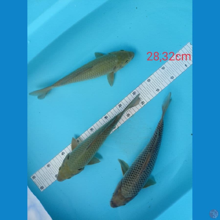 soragoi 28,32 cm