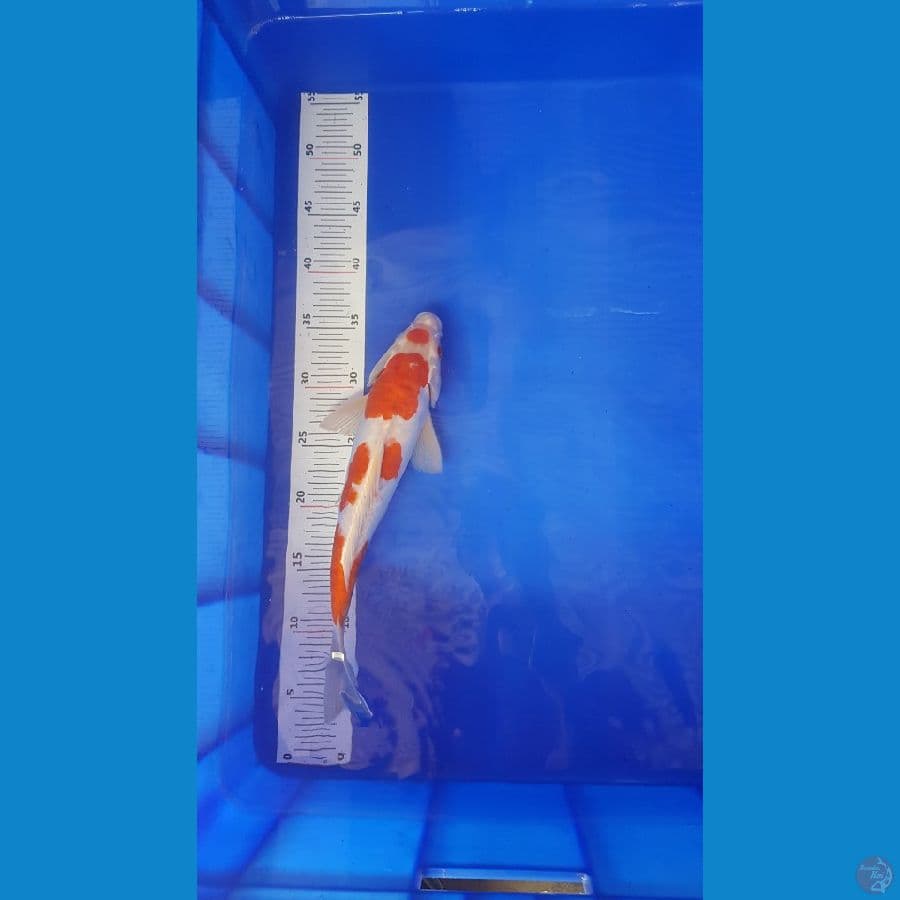 kohaku 33cm