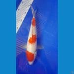 kohaku 32cm