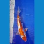 kikoshui 33cm