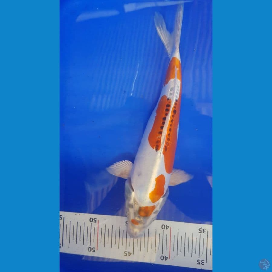 kikoryu 30 cm