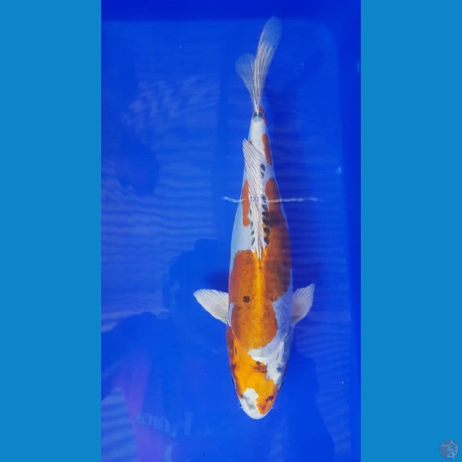 kikoryu 32 cm