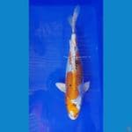 kikoryu 32 cm