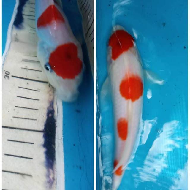 Yondan kohaku 23bu, natural!