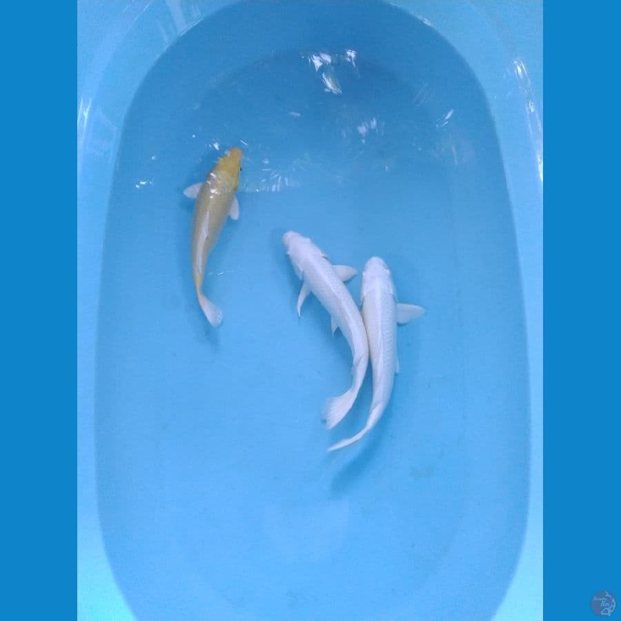 platinum ukur 25_28cm male